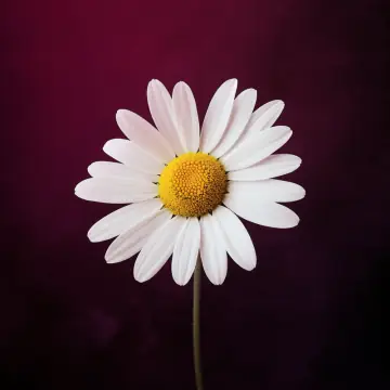A single chamomile flower with white petals and a yellow centre