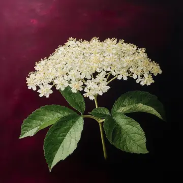 A flat cluster of tiny cream elderflowers with green leaves