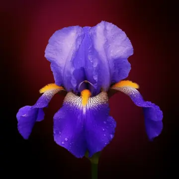 A violet-blue iris flower