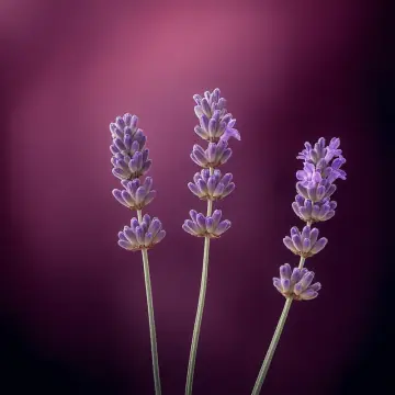 Three sprigs of lavender