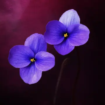 Two small violet flowers