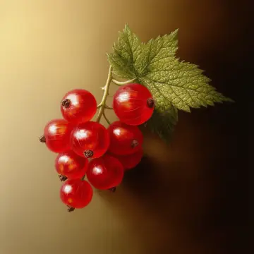 A sprig of red currants with a leaf