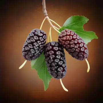 Dark mulberries hanging from a branch