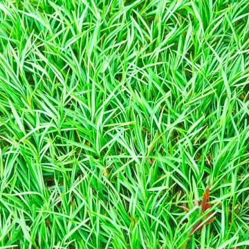 Fresh green blades of grass