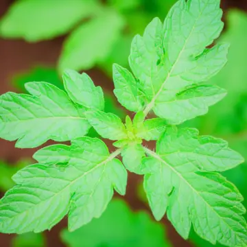 Green tomato plant leaves