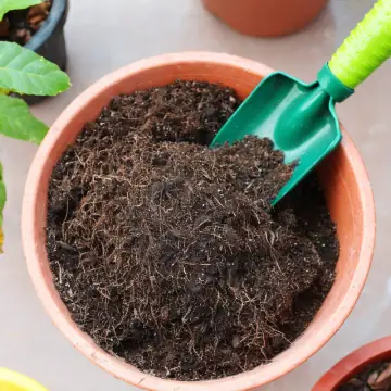 A terracotta pot of soil with a garden trowel
