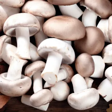 A pile of white and brown mushrooms