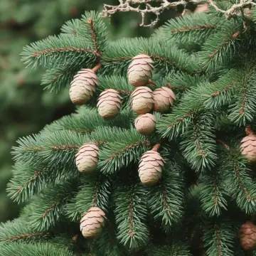 A cedar branch with small cones