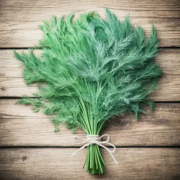 A bunch of fresh dill tied with string